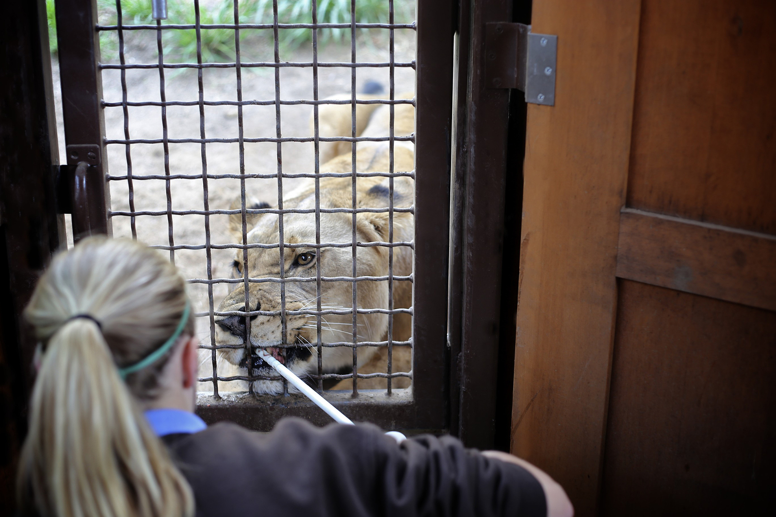 Cheyenne Mountain Zoo » The Way We Did It