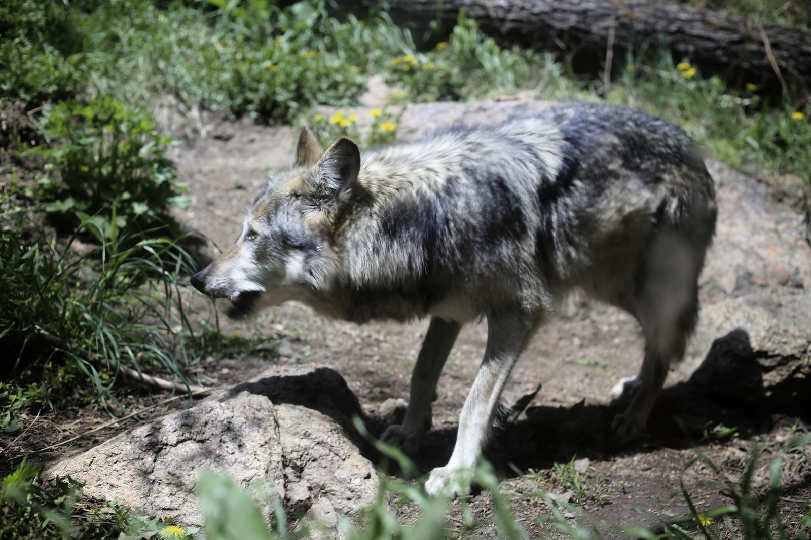 Cheyenne Mountain Zoo » The Way We Did It