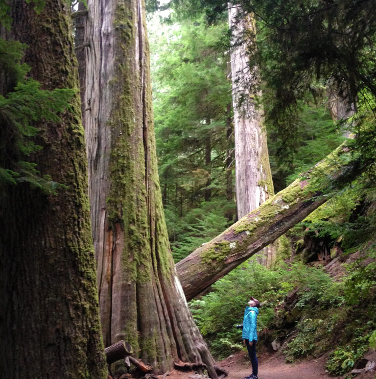 Mount Rainier National Park » The Way We Did It