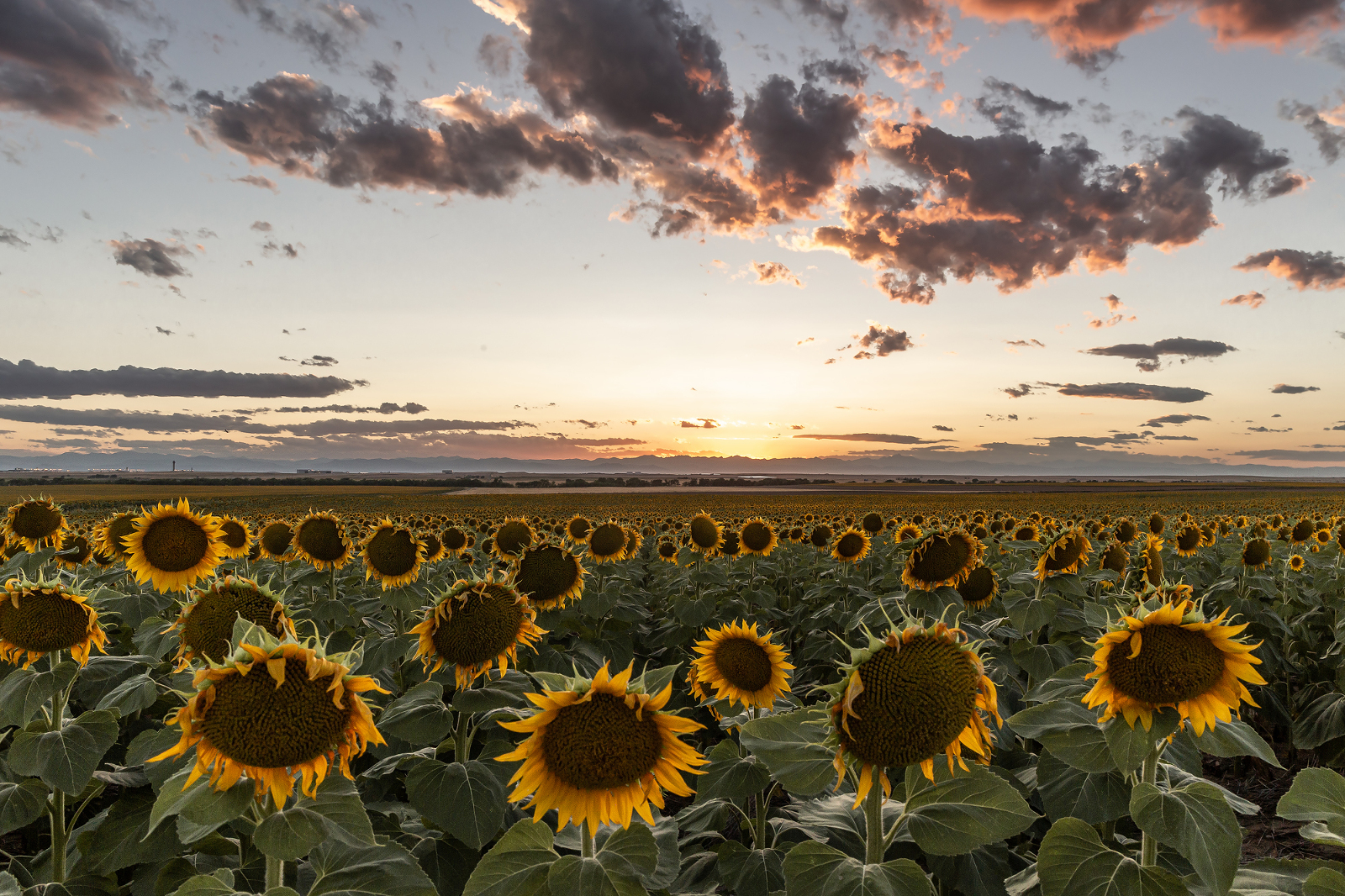 Colorado’s Sunflower Fields » The Way We Did It
